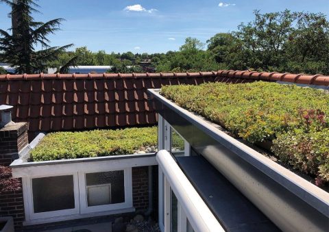 Groendak_Sempergeen_Semdumtray_TE